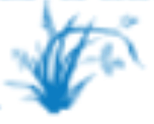 Drove Primary School logo