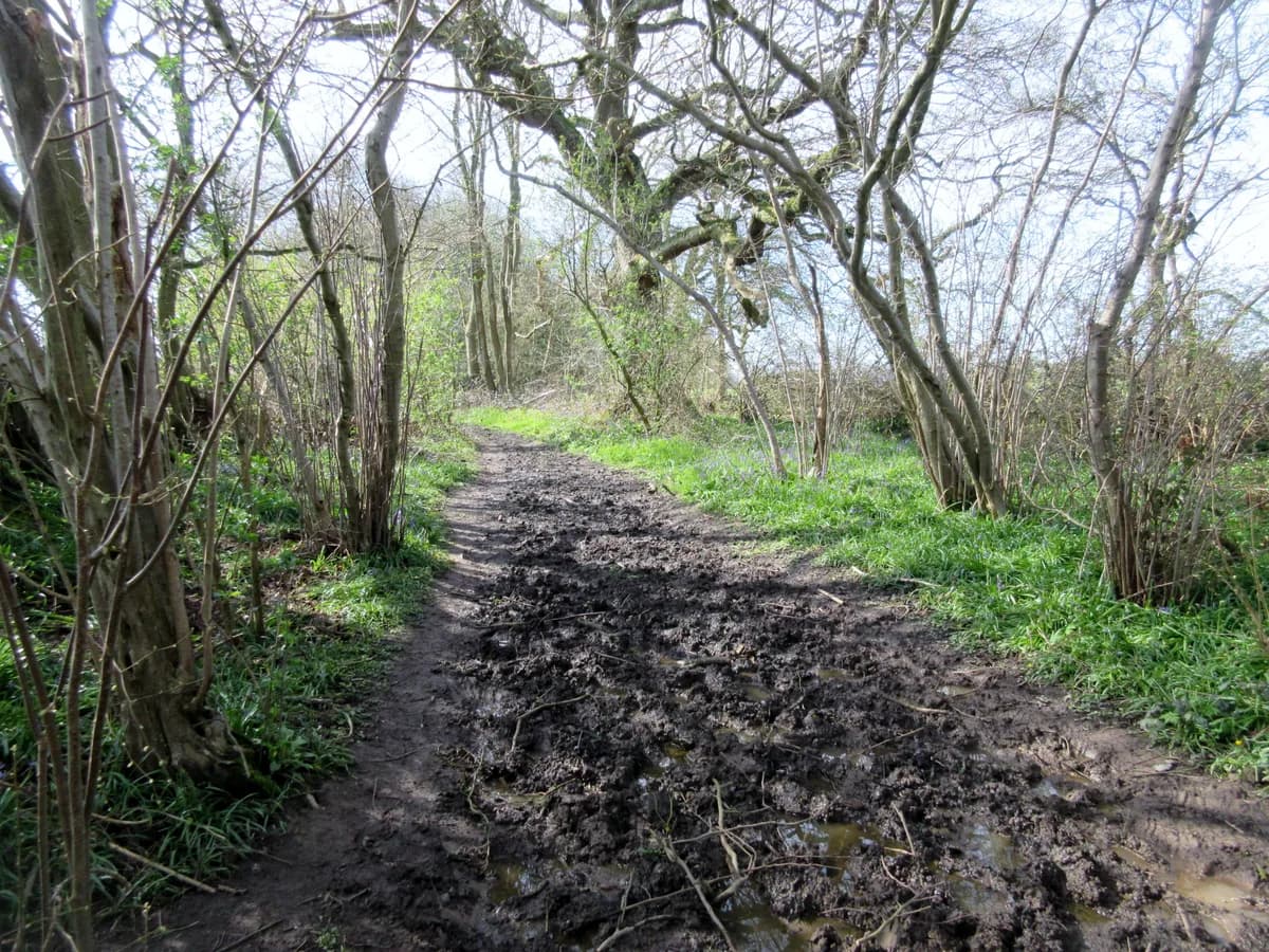 Strawberry Lane, Durham