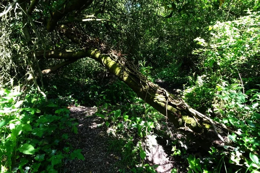 Garth CP, Wrexham