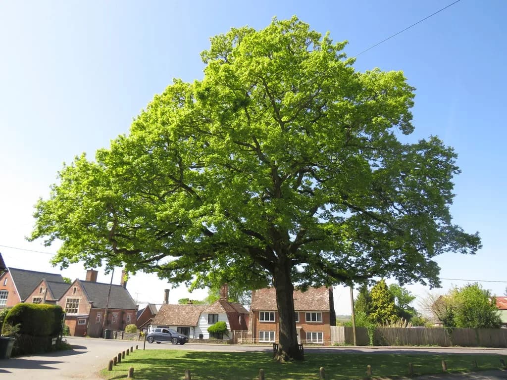 Oak Green School, Aylesbury