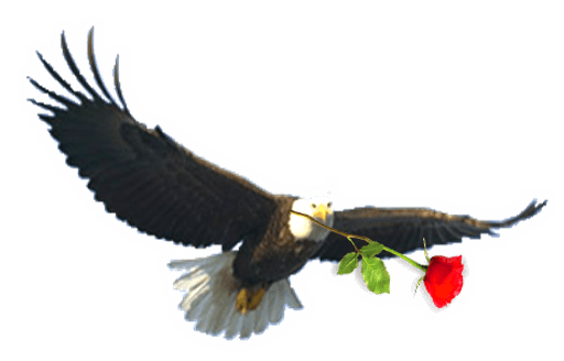 Red Rose School logo