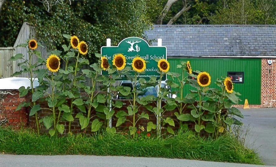 New Forest Small School Ltd, Lyndhurst