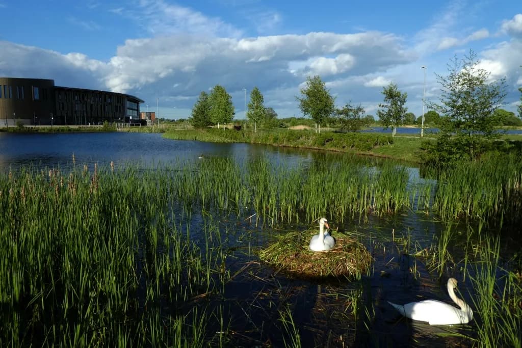 The Nest, Stoke-on-Trent
