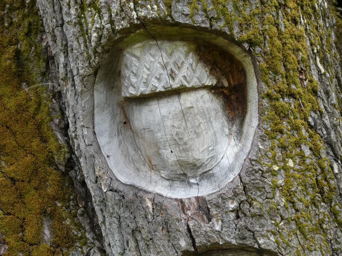 Acorn Wood, Shropshire